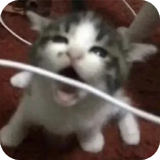 🐱 emoji Шелби пидор Telegram sticker 11 of 58