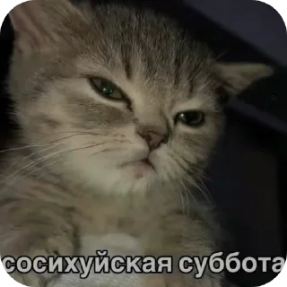 🐱 emoji Шелби пидор Telegram sticker 5 of 58