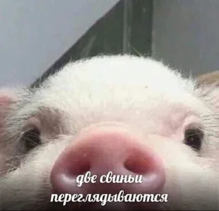 🐽 emoji какая-то хуета Telegram sticker 8 of 63