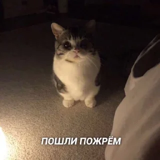 🥙 emoji Мемный дилер Telegram sticker 24 of 120