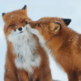 😘 emoji Лися - (@Black8Raven) Telegram sticker 16 of 95