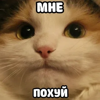 👌 emoji ебать ну и название Telegram sticker 13 of 72