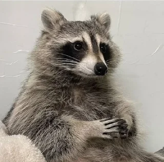 🌟 emoji raccoons 🦝 Telegram sticker 15 of 65