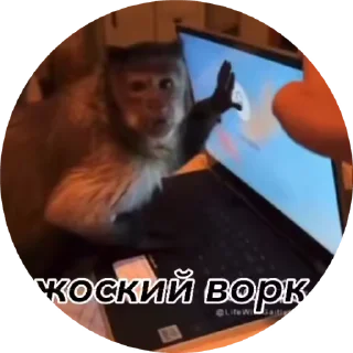 🌟 emoji Бибизяны 2.0 @cryptopenys Telegram sticker 19 of 86