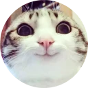 🙂 emoji Cats Cats Cats Telegram sticker 12 of 18