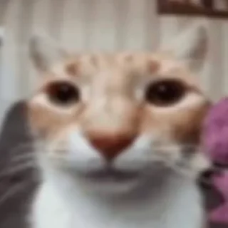 🤥 emoji silly cats Telegram sticker 16 of 29