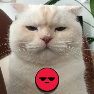 😡 emoji Brawl cats Telegram sticker 11 of 19