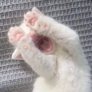 🥺 emoji @im13yo cats Telegram sticker 17 of 46