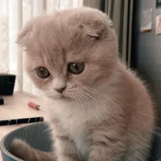 😿 emoji Cats (@dailystkrbot) Telegram sticker 5 of 96