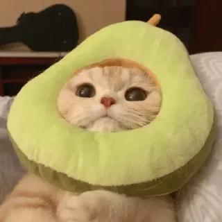 🐱 emoji Cats (@dailystkrbot) Telegram sticker 8 of 96