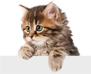👚 emoji Cats 2 Telegram sticker 5 of 19
