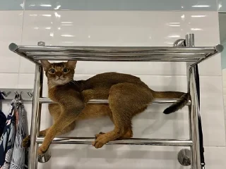 😼 emoji Ириска фотки😺😺😺 Telegram sticker 10 of 57