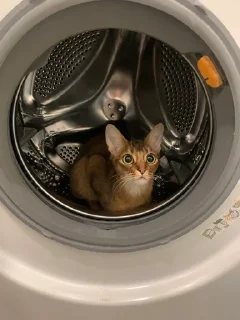 🙀 emoji Ириска фотки😺😺😺 Telegram sticker 20 of 57