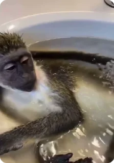 🛀 emoji monkey Telegram sticker 10 of 23