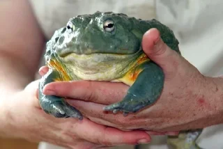 🐸 emoji I worship frogs Telegram sticker 13 of 68