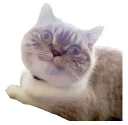 Sticker from Beautiful Smiles
