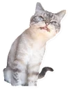 Sticker from Beautiful Smiles
