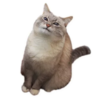 😏 emoji Beautiful Smiles Telegram sticker 11 of 72