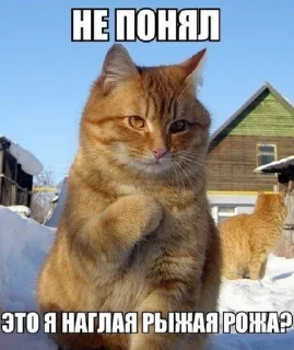 😒 emoji Мемы с котами Telegram sticker 21 of 23