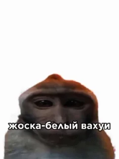 🐒 emoji обезьянки Telegram sticker 15 of 37