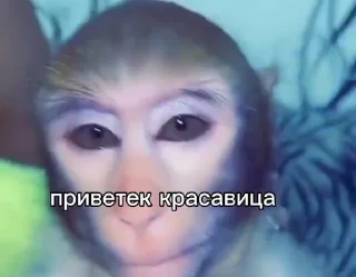 🐒 emoji обезьянки Telegram sticker 7 of 37