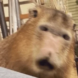 🤯 emoji Я капібара Telegram sticker 14 of 120