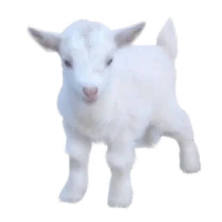 🐑 emoji white Telegram sticker 14 of 44