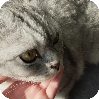 🤲 emoji Vincent 😇😇😇 Telegram sticker 19 of 46
