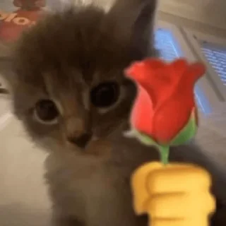 🌹 emoji Kitty Telegram sticker 17 of 31