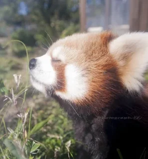 😊 emoji Вячеслав Пандяшкин Telegram sticker 9 of 120