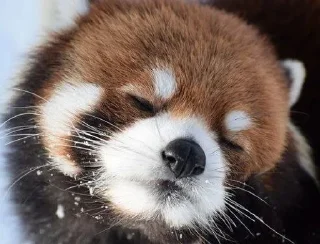 😌 emoji Вячеслав Пандяшкин Telegram sticker 6 of 120