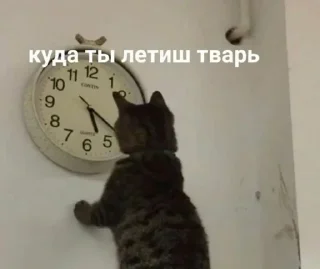 ☹️ emoji кошька вишня ”ᵎ @plwjme Telegram sticker 12 of 82