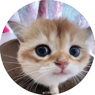 😺 emoji 🐾 𝐩𝐚𝐜𝐤 ᴰᴿᴹ @IIDRM Telegram sticker 10 of 120