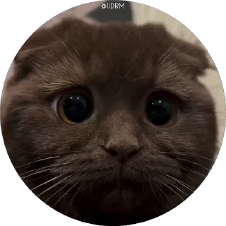 😕 emoji 🐾 𝐩𝐚𝐜𝐤 ᴰᴿᴹ @IIDRM Telegram sticker 16 of 120