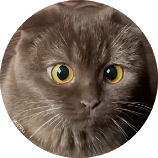 😻 emoji 🐾 𝐩𝐚𝐜𝐤 ᴰᴿᴹ @IIDRM Telegram sticker 18 of 120