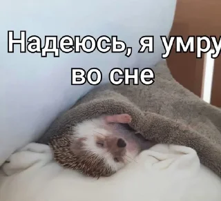 😴 emoji Ежи выебут тебя Telegram sticker 21 of 24