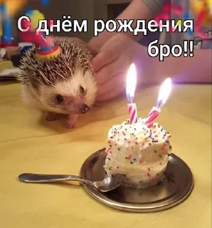 🥳 emoji Ежи выебут тебя Telegram sticker 23 of 24