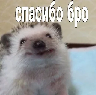 Sticker from Ежи выебут тебя