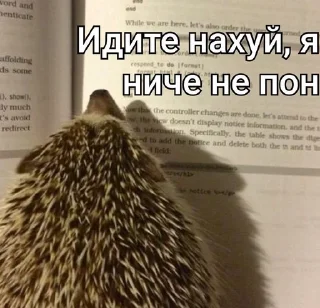😭 emoji Ежи выебут тебя Telegram sticker 24 of 24