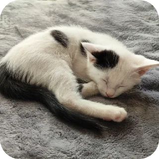 🐱 emoji Рома Telegram sticker 8 of 36