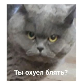 😡 emoji слишком жиза для жизы Telegram sticker 23 of 70
