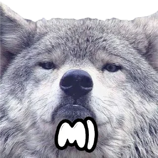 🌝 emoji Волки @stickernayaa Telegram sticker 10 of 25