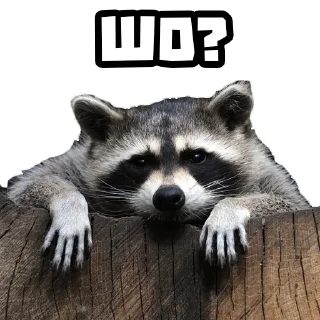 🤨 emoji Еноты @stickernayaa Telegram sticker 11 of 25