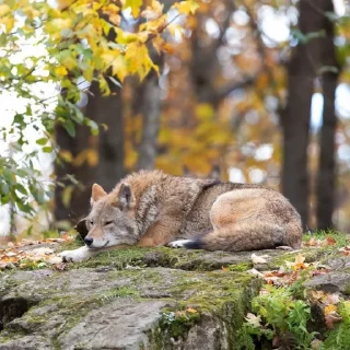 💤 emoji Coyote World Telegram sticker 12 of 46