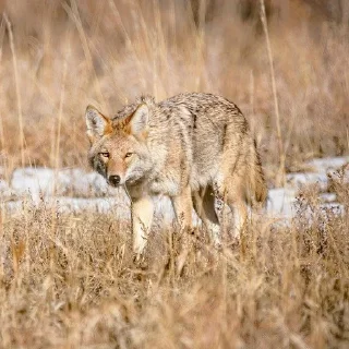 🚶‍♂️ emoji Coyote World Telegram sticker 13 of 46