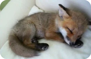 😴 emoji Fox-Chunya Telegram sticker 7 of 14