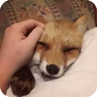 ✋ emoji Fox-Chunya Telegram sticker 13 of 14