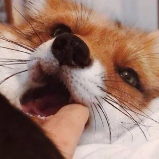 😋 emoji foxes🦊🧡 Telegram sticker 24 of 32