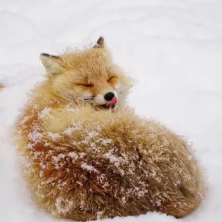 😝 emoji ⋆｡⋆˚🦊Лисички🦊˚⋆｡⋆ Telegram sticker 8 of 31