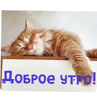 🐱 emoji Метроблябля Telegram sticker 7 of 31